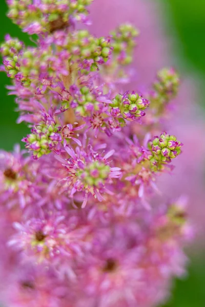 Bloeiende Wilde Plant Roze Kleur Toon Ondiepe Diepte Van Het — Stockfoto