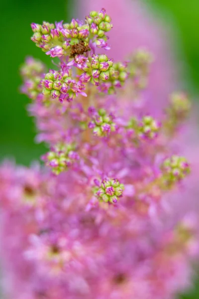 ピンク色の野の植物が咲き乱れており — ストック写真