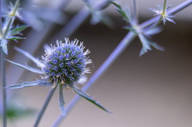 Eryngium planum, Apiaceae familyasından bir bitki türü.