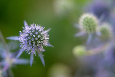 Eryngium planum, Apiaceae familyasından bir bitki türü.