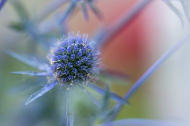 Eryngium planum, Apiaceae familyasından bir bitki türü.