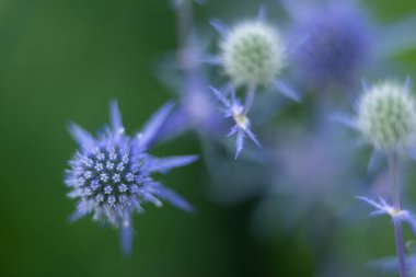 Eryngium planum, Apiaceae familyasından bir bitki türü.