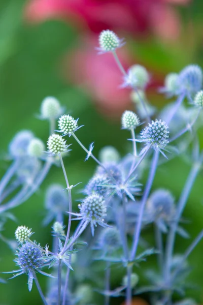 Eryngium Planum Una Planta Perteneciente Familia Apiaceae — Foto de Stock