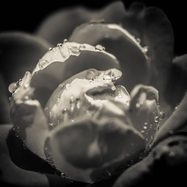 black and white rose macro with water droplets