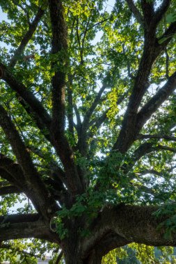 Clemson Kampüsündeki Angel Oak Canlı Meşe Ağacı