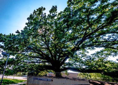 Clemson Kampüsündeki Angel Oak Canlı Meşe Ağacı