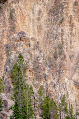 Yellowstone Ulusal Parkı 'nda Lower Yellowstone Falls 