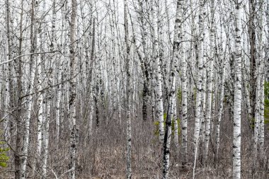 Wisconsin eyaletindeki huş ağacı ormanı geçmişi