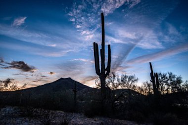 Arizona çölünde gün batımında Saguaro kaktüsüyle Sonoran Çölü 'nde Phoenix yakınlarında.
