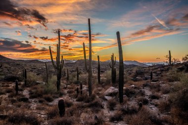 Arizona çölünde gün batımında Saguaro kaktüsüyle Sonoran Çölü 'nde Phoenix yakınlarında.
