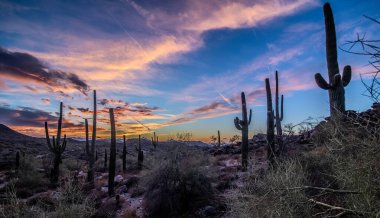Arizona çölünde gün batımında Saguaro kaktüsüyle Sonoran Çölü 'nde Phoenix yakınlarında.
