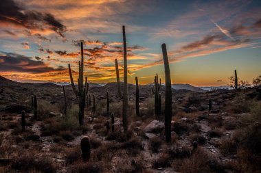 Arizona çölünde gün batımında Saguaro kaktüsüyle Sonoran Çölü 'nde Phoenix yakınlarında.