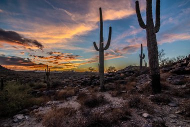 Arizona çölünde gün batımında Saguaro kaktüsüyle Sonoran Çölü 'nde Phoenix yakınlarında.