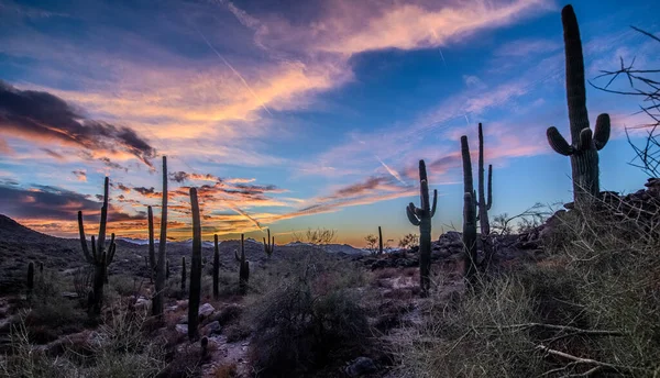 Arizona desert at sunset with Saguaro cactus in Sonoran Desert near Phoenix