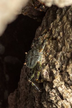 Güzel mavi gökyüzü ve kumsal sahneleri gizli kumsalda Oahu Hawaii