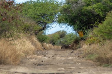 Oahu Hawaii 'nin güzel adası doğa sahneleri