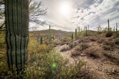 Saguaro Milli Parkı, Güney Arizona, Amerika Birleşik Devletleri Milli Park sistemi ve Sonora çöl parçasıdır.