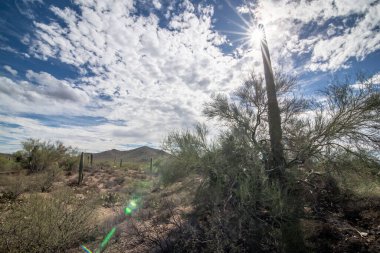 Saguaro Milli Parkı, Güney Arizona, Amerika Birleşik Devletleri Milli Park sistemi ve Sonora çöl parçasıdır.