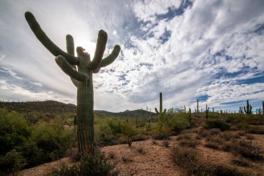Saguaro Milli Parkı, Güney Arizona, Amerika Birleşik Devletleri Milli Park sistemi ve Sonora çöl parçasıdır.