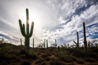 Saguaro Milli Parkı, Güney Arizona, Amerika Birleşik Devletleri Milli Park sistemi ve Sonora çöl parçasıdır.