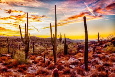 Arizona çölü Saguaro kaktüs Phoenix yakınındaki Sonoran Çölü'nde ile gün batımında