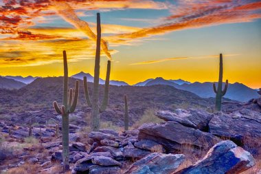 Arizona çölü Saguaro kaktüs Phoenix yakınındaki Sonoran Çölü'nde ile gün batımında