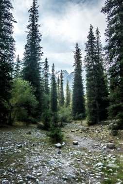 Kygyzstan 'daki ala archa vadisi etrafındaki güzel doğa sahneleri