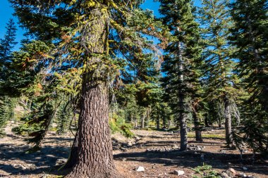 Shasta-Trinity Ulusal Ormanı ve manzaraları