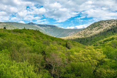 Beyaz Dağ Ulusal Ormanı 'nda bir sürü yemyeşil bitki ve ağacın olduğu güzel bir dağ manzarası..