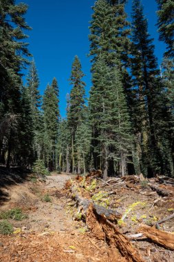 Sonbaharda Shasta Dağı yakınlarındaki güzel manzara