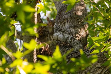 Ağaç gövdesindeki bir sincabın portresi. Meraklı bir kırmızı sincap ağaç gövdesinin arkasından dışarı bakıyor.