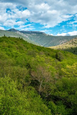 Beyaz Dağ Ulusal Ormanı 'nda bir sürü yemyeşil bitki ve ağacın olduğu güzel bir dağ manzarası..