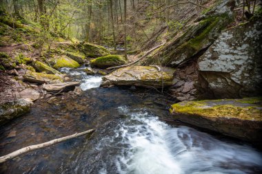 Ormandaki şelale, Ricketts Glenn State Park, PA, Benton, ABD