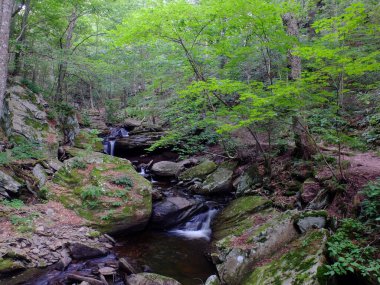 Ormanın derinliklerindeki şelale, Ricketts Glenn State Park, PA, Benton, ABD