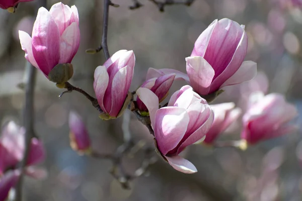 Magnolia Kwiaty Czasie Wiosny — Zdjęcie stockowe