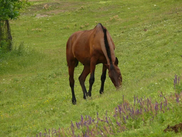 Brązowe Konie Pastwisku Wiosną Jesienią — Zdjęcie stockowe