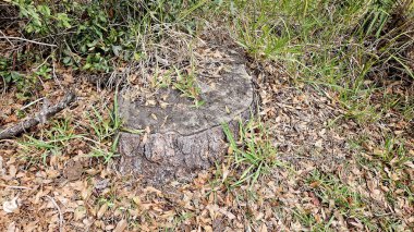 Arka bahçedeki ağaç kütüğü