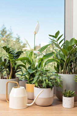 Çeşitli ev bitkilerinin toplanması. Ev bahçıvanlığı, yeşillik, bitkilerle iç tasarım, hobi konsepti