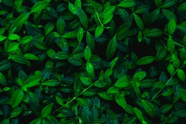 Su damlalarıyla kaplı bir çalıdan taze yeşil yapraklar. Bir çalılığın taze yapraklarının üzerindeki çiy tanesi. Doğal arkaplan.