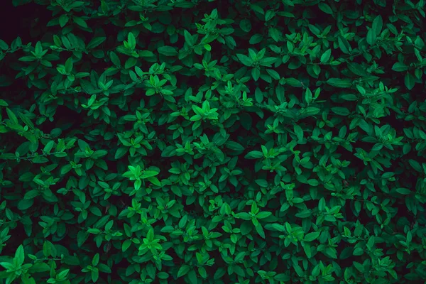 Frisches Grünes Laub Bedeckt Die Wand Natürlicher Grüner Hintergrund Aus — Stockfoto