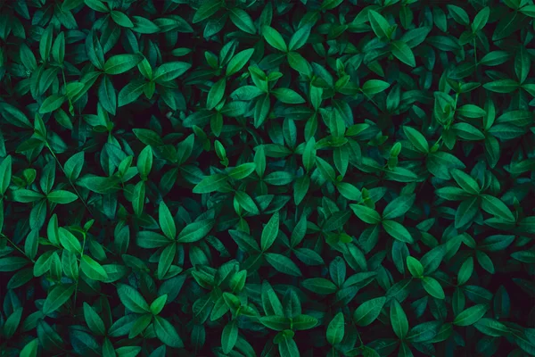 壁を覆う新緑の葉 若い緑の葉からの自然な緑の背景 ストックフォト