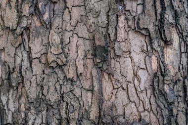 Kaba ağaç kabuğu dokusuna yakın çekim, karmaşık desenler ve doğal renkler, doğa arka planı ve organik tasarım elementleri için ideal.