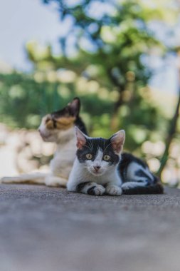 Two cats lying on the ground, one in the foreground looking at the camera with a curious expression, and the other in the background looking away, with a blurred natural background. clipart