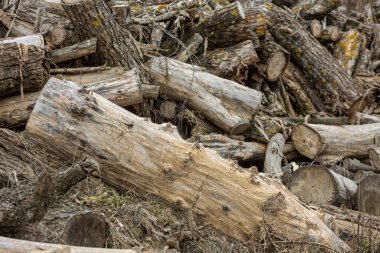 A stack of cut logs and branches of various sizes, with natural textures, moss, and dry grass, creating a rustic and organic outdoor scene, ideal for forest or environmental themes.