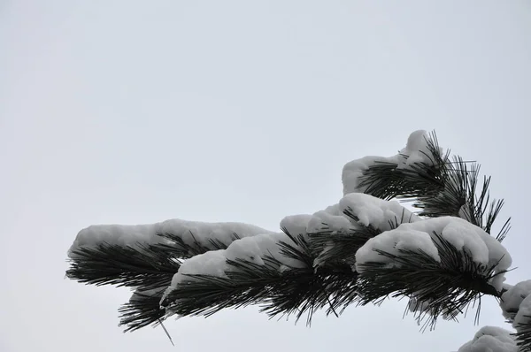 Snow On Pine Needles. A pine branch covered with white snow, close up. Snow on winter evergreen branches