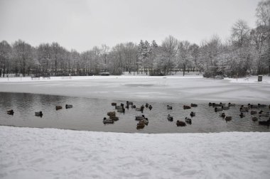 Duck in a snow. Close up broun duck and emerald green drake. Two wild mallard ducks standing on pier covered with snow near river. Wild nature lif. 
