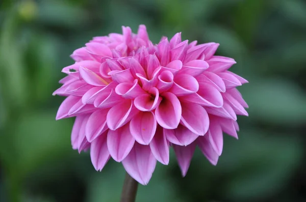Beautiful pink dahlia flower in the botanical garden close up. Bright violet blooming Dahlia Flower. Close-up of a pink Dahlia (Asteraceae) View to blooming Dahlia Flower in the Summertime