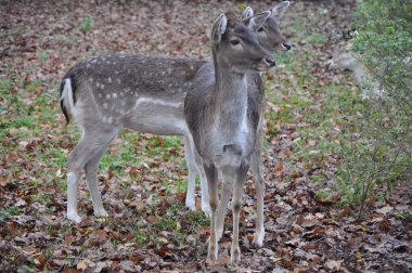 Female fallow deer in autumn in Germany.White Tail Deer Autumn.