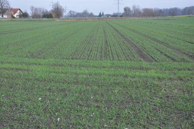 New plantations are coming for next season.Small agricultural plantations with different crops and growing crops in rural areas.