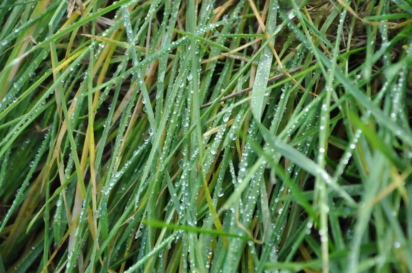 Fresh green grass with dew drops close up water driops on the fresh grass after rain.Green grass with water droplets on the leaves.
